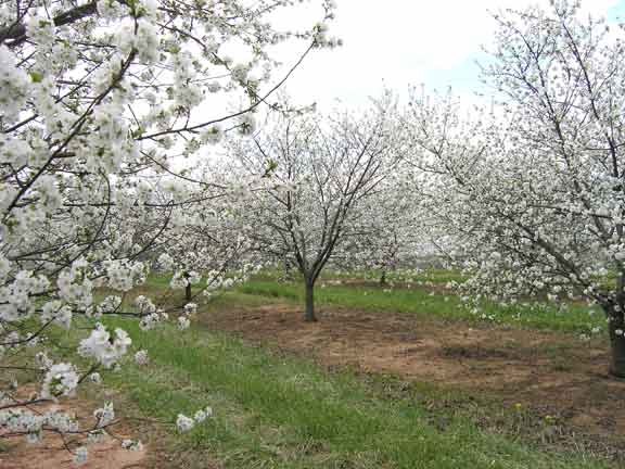 Cherry trees in bloom