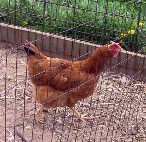 Hen