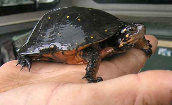 Spotted Turtle