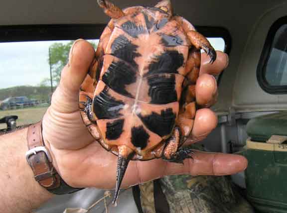 Spotted Turtle - beneath