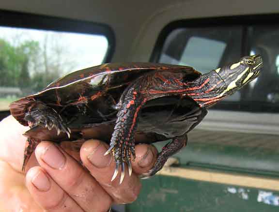 Red-earred Turtle