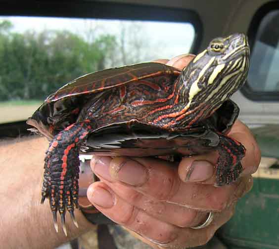 Red-earred Turtle