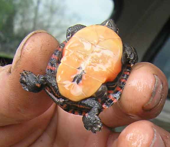 Tiny Turtle