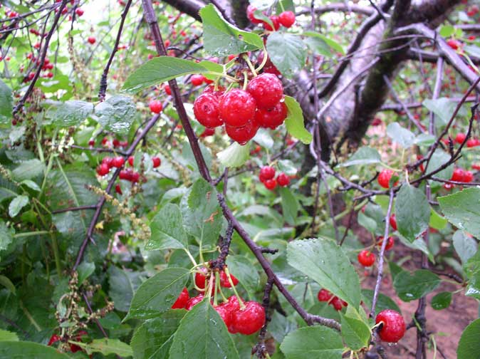 cherries