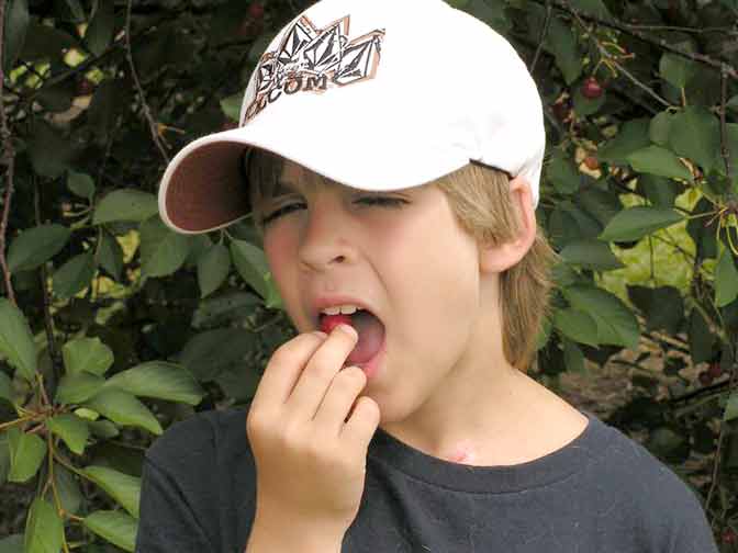 Gus tastes the tart cherries