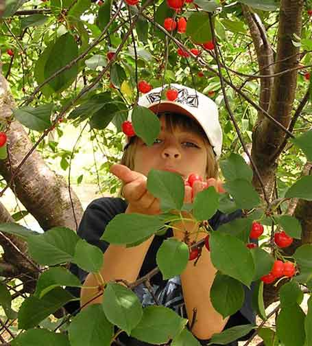 gus in cherries