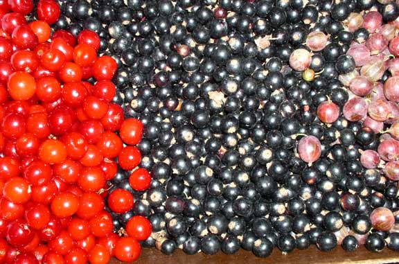 Cherries, Black Currants, Gooseberries