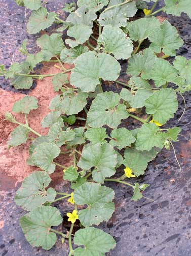 cucumber plant