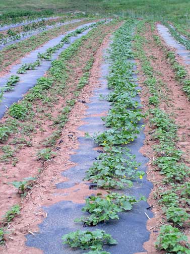 cucumber plants