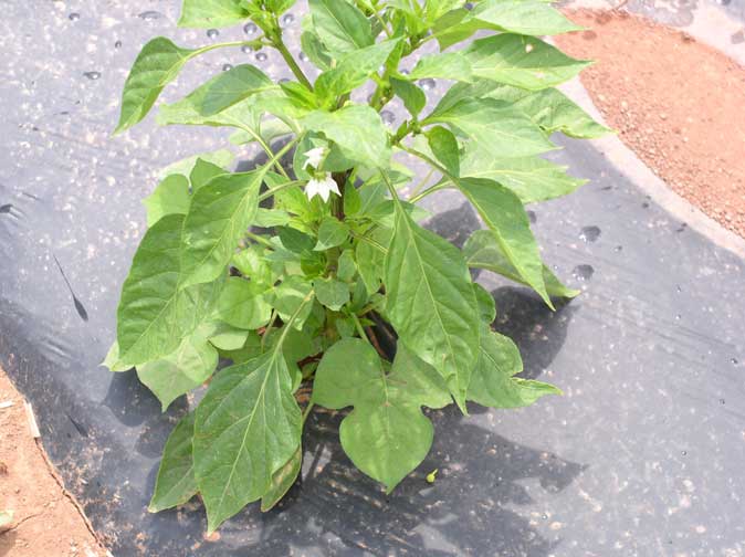 green pepper plant