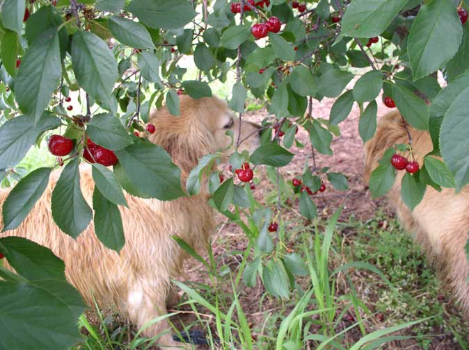 picking cherries