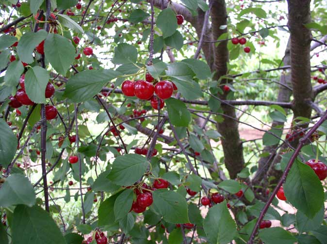 cherries