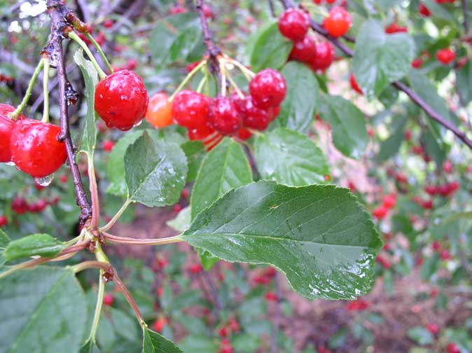 cherries