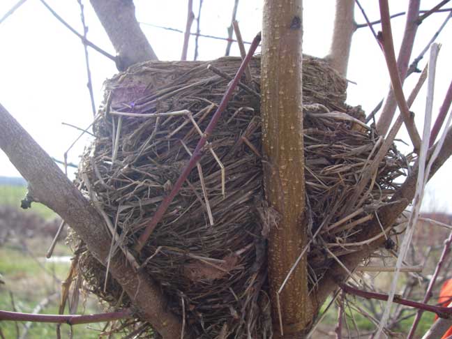 birds nest