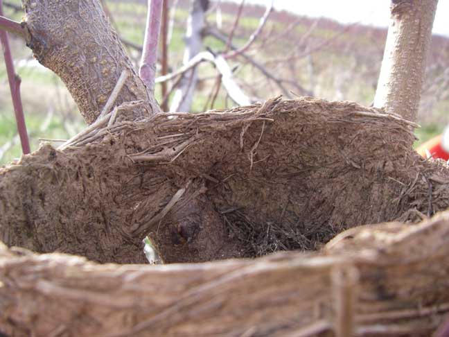 birds nest