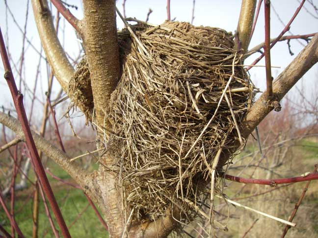 birds nest