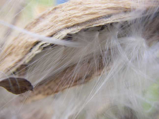 milkweed