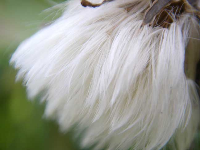 milkweed