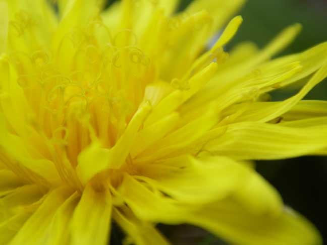 Dandilion