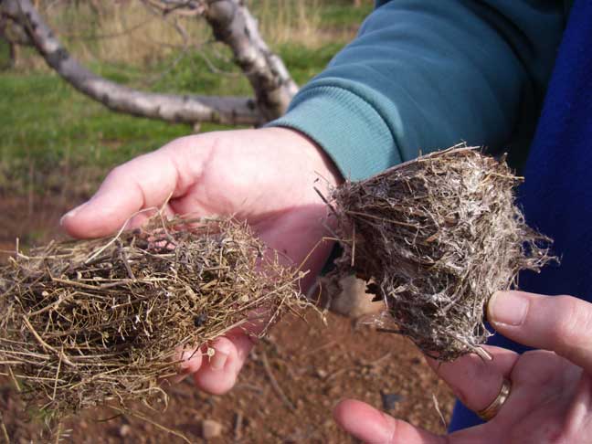 nests