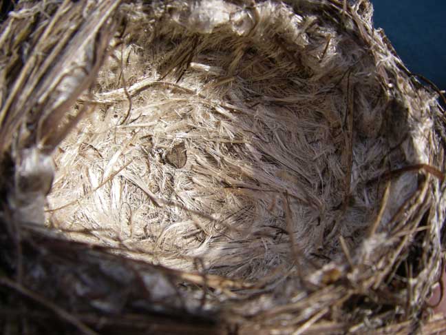 nest