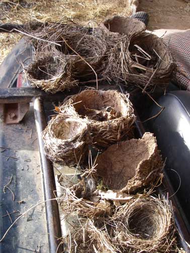 nest collection