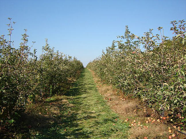 apple alley