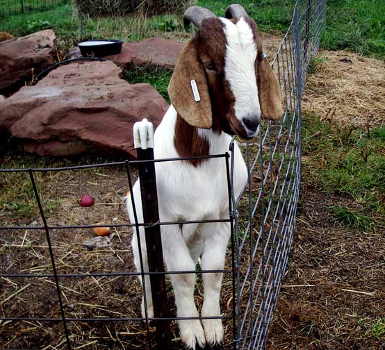 Floppy-ear goat