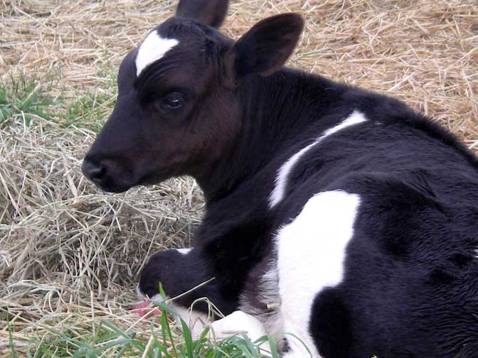 calf