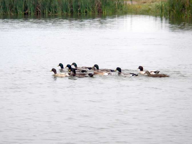 ducks