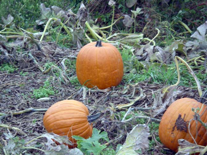 pumpkins