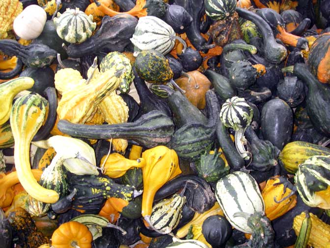 gourds