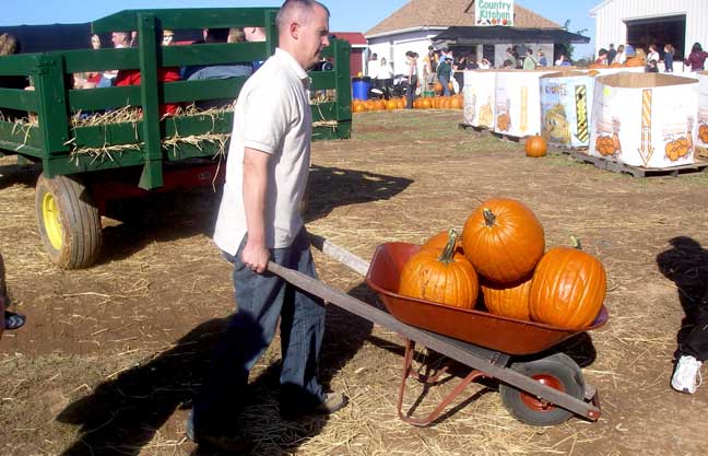 wheelbarrow full of pumpkins