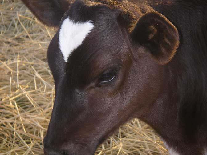 calf