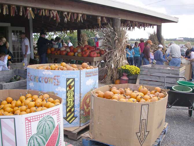 gourds