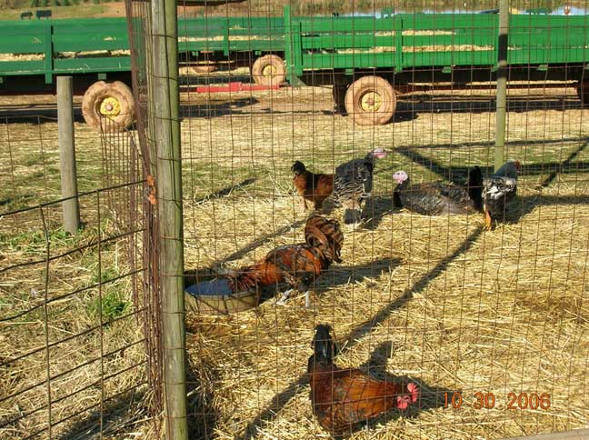 chicken enclosure