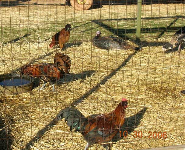 chicken enclosure