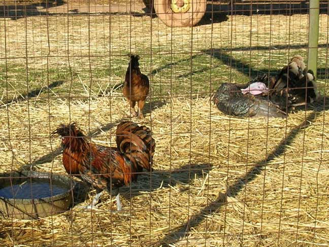 chicken enclosure