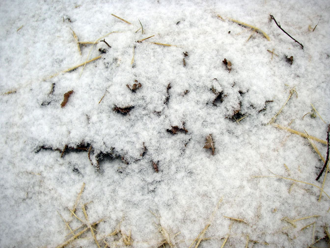 Strawberry plants in snow