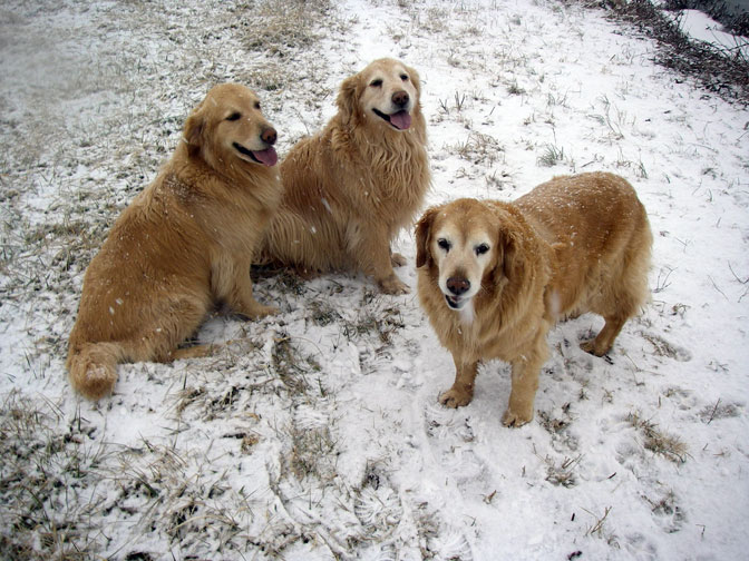 Snow dogs