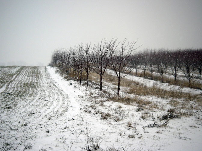 Young cherry trees