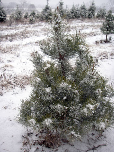 Snow on the Christmas trees