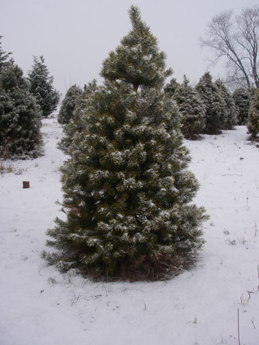 Snow on the Christmas trees