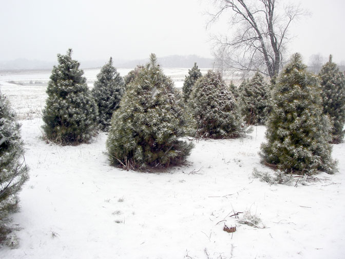 Snow on the Christmas trees