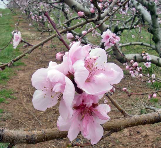 peach blossom