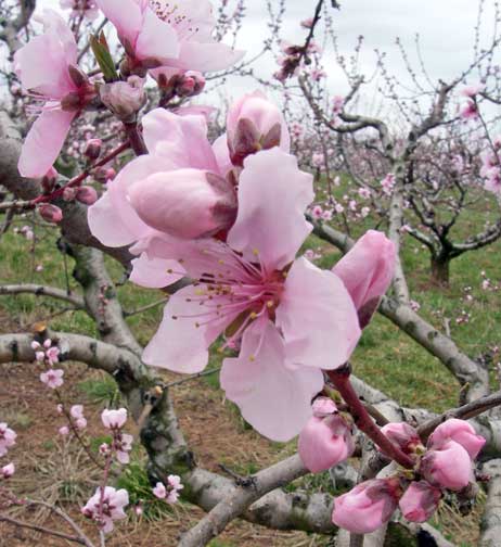 peach blossom