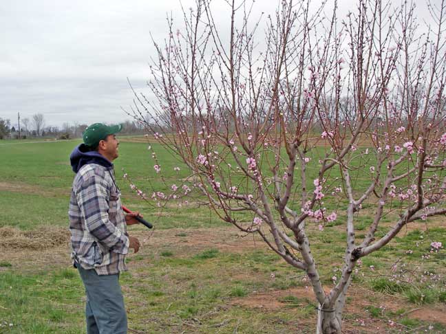 trim up the trees