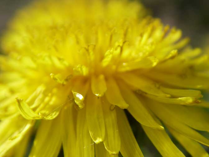 dandilion