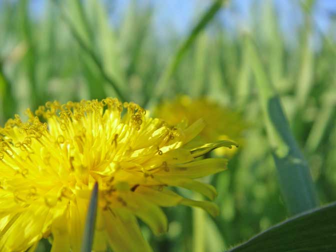 dandilion