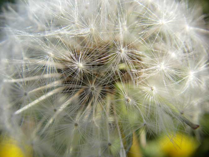 dandilion